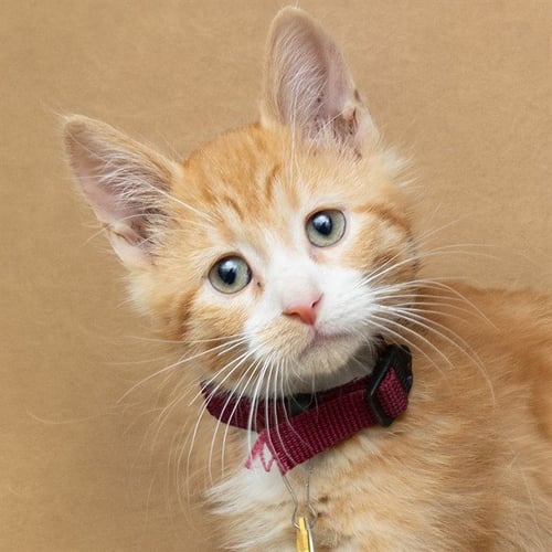 COLBY - Domestic Short Hair available for adoption