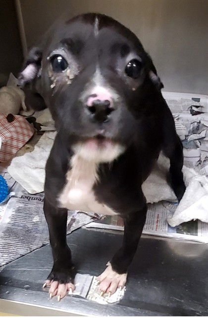 AIKO - Pit Bull Terrier available for adoption