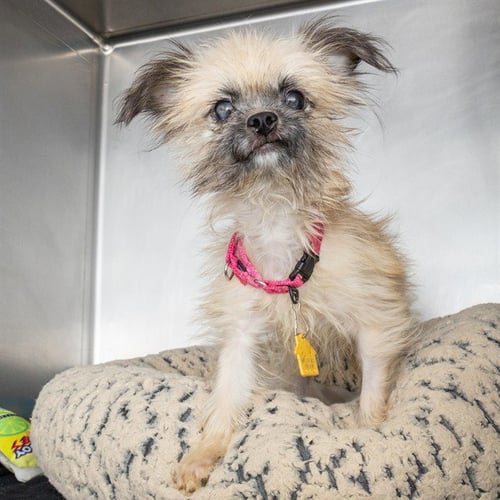 BISCOFF - Chihuahua / Shih Tzu available for adoption