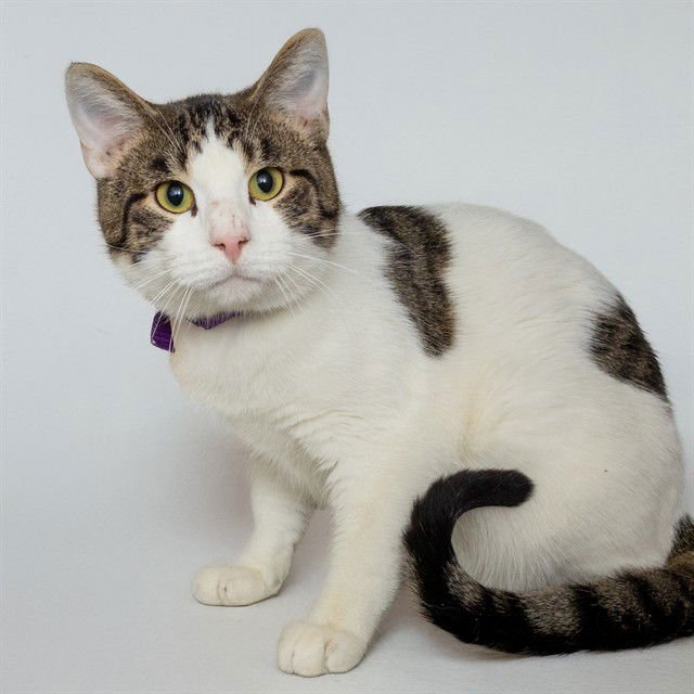 OREO - Domestic Short Hair available for adoption