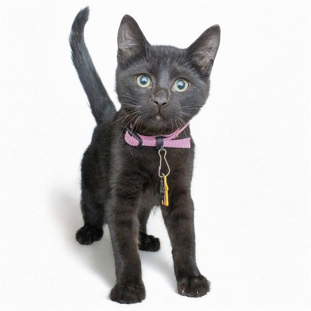 HAM AND BEANS - Domestic Short Hair available for adoption