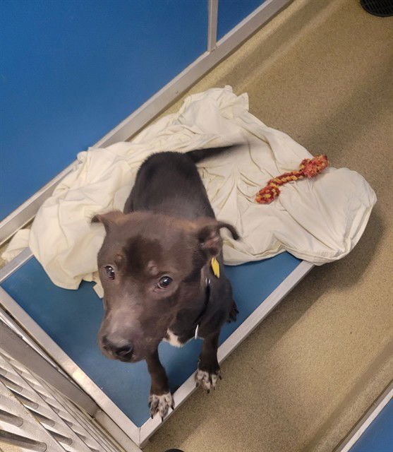 HUNTER - Pit Bull Terrier available for adoption