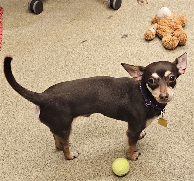 ROCKY - Chihuahua available for adoption