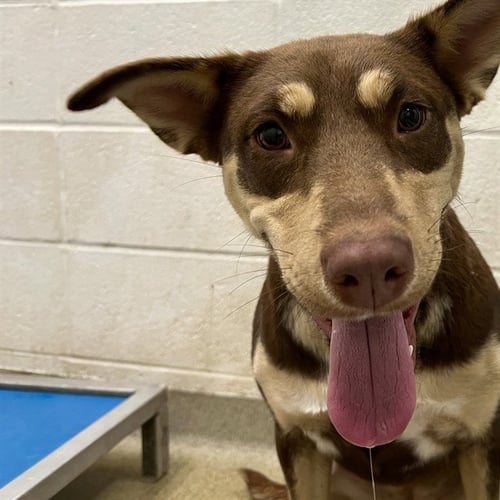 ELSIE - Siberian Husky for adoption in St. Louis