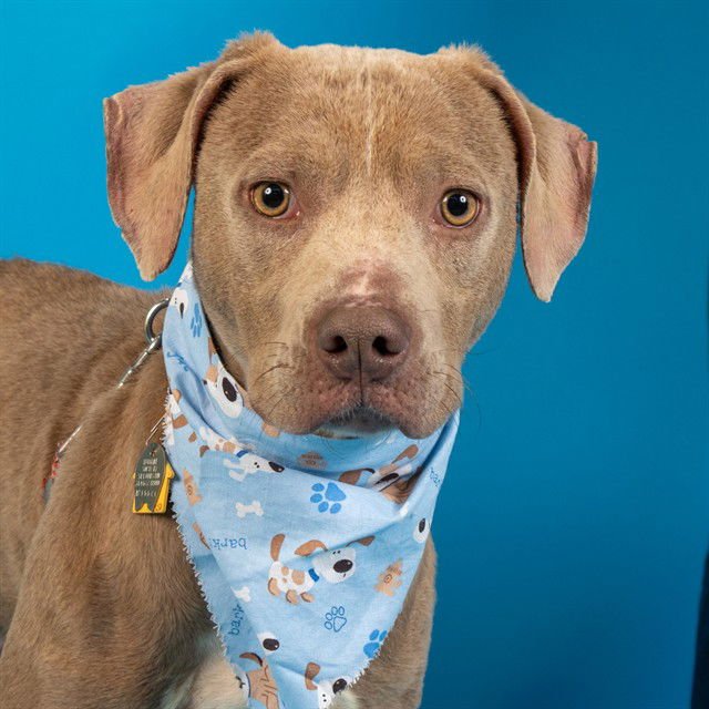 IZZY - Labrador Retriever available for adoption