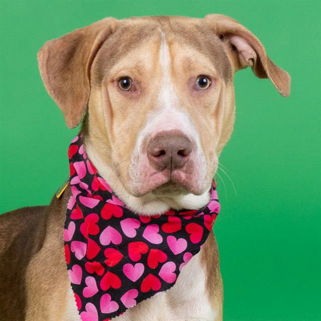 GUMBO - Pit Bull Terrier available for adoption