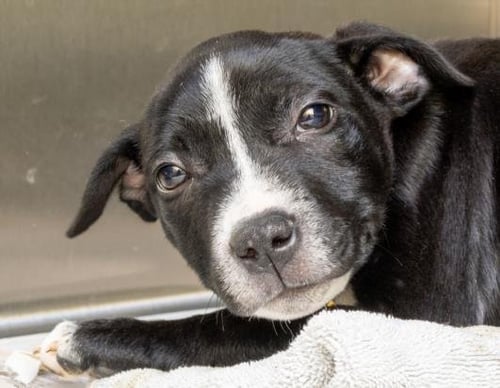 FARAH - Pit Bull Terrier / Labrador Retriever available for adoption