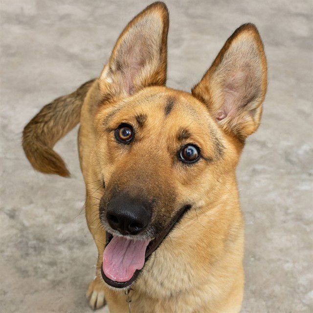 MILANI - German Shepherd Dog available for adoption