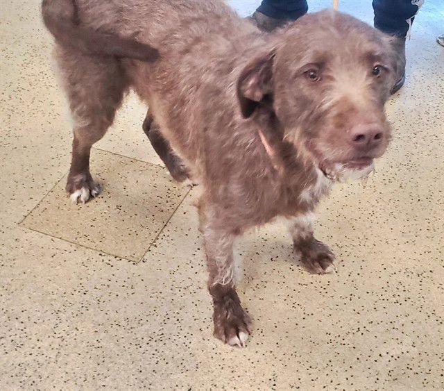 ROWAN - German Wirehaired Pointer available for adoption