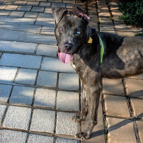 SONIC - Pit Bull Terrier / Siberian Husky available for adoption
