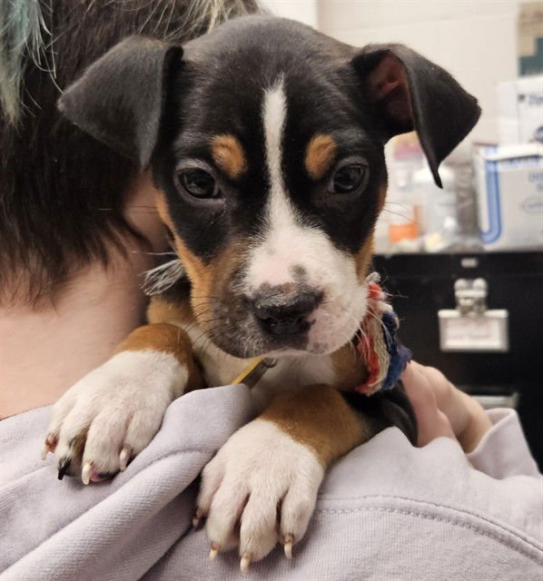 APPLE BUTTER - Pit Bull Terrier available for adoption