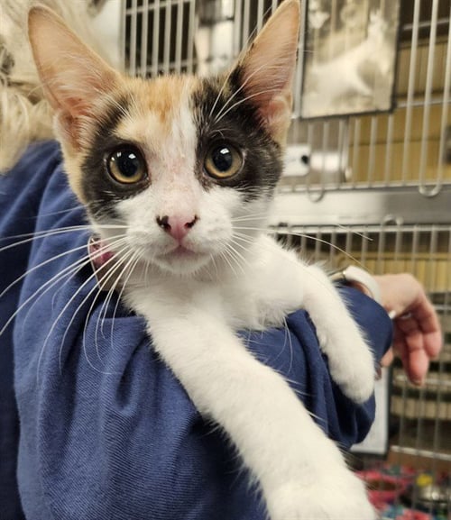 BUTTER - Domestic Short Hair available for adoption