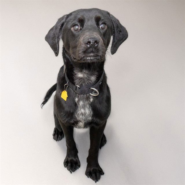 BUBS - Labrador Retriever available for adoption
