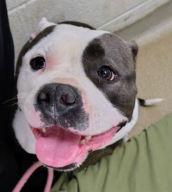 PRADA - Pit Bull Terrier available for adoption