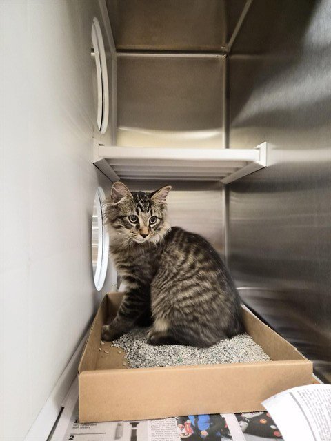 MICROFIBER - Domestic Long Hair available for adoption