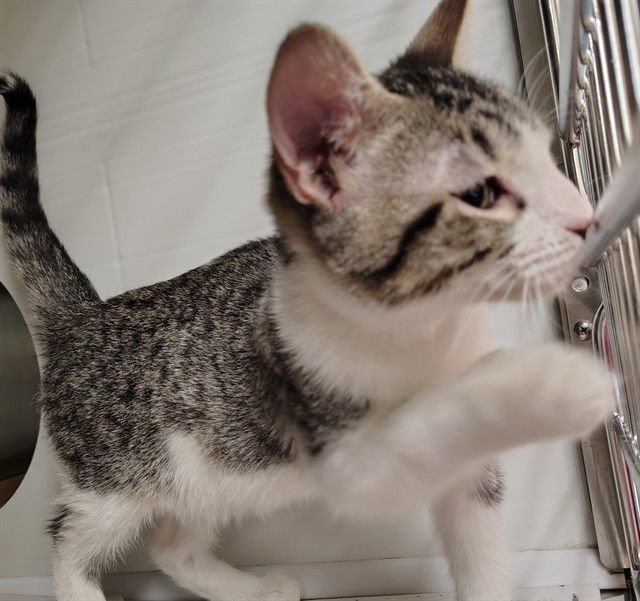 BONO - Domestic Short Hair available for adoption