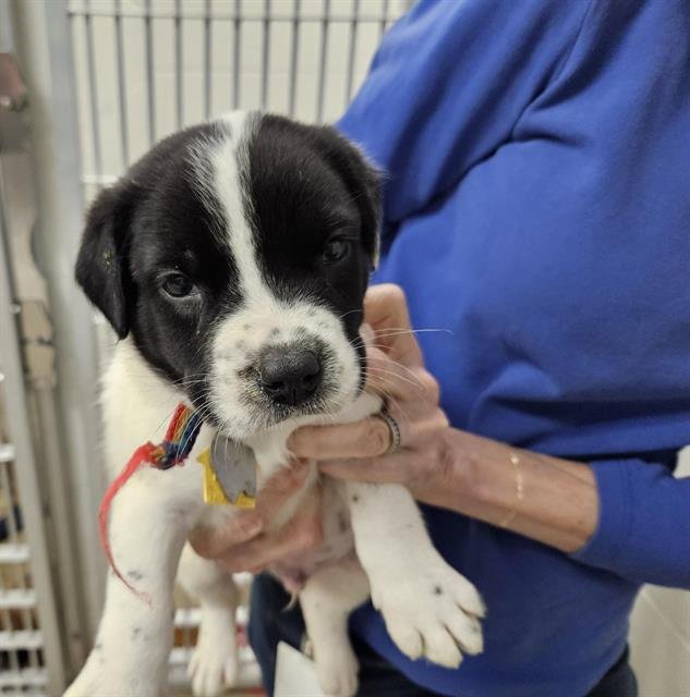 SILAS - Pit Bull Terrier available for adoption