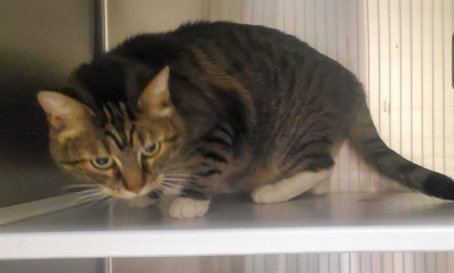 TIGGER Image