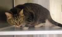 TIGGER - Photo 1