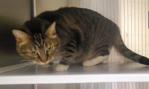 TIGGER - Domestic Short Hair available for adoption