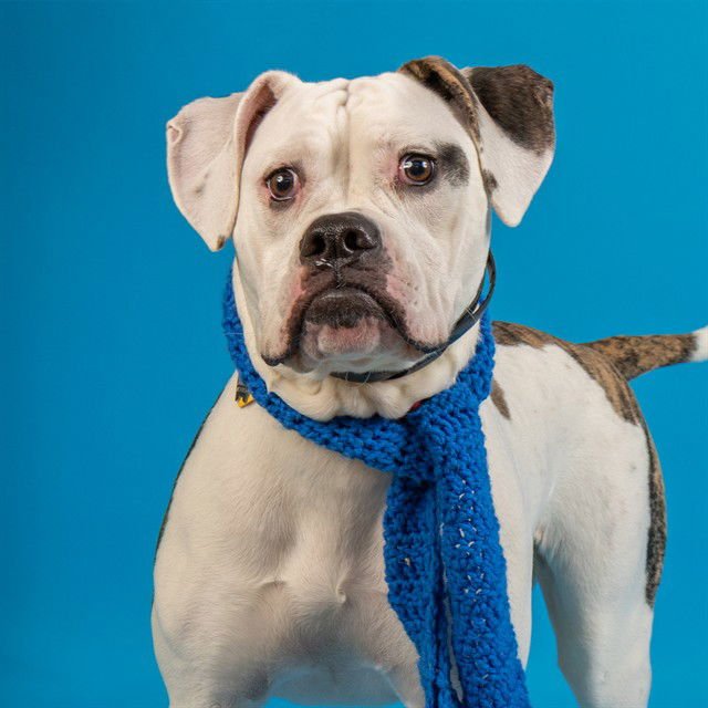 HUMMUS - American Bulldog available for adoption