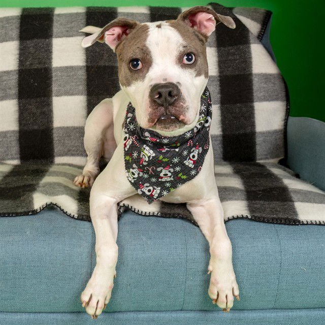 EKKO - Pit Bull Terrier available for adoption