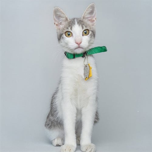 ARIZONA - Domestic Short Hair available for adoption