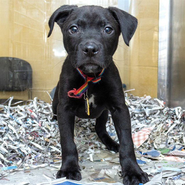 HOCKEY - Pit Bull Terrier available for adoption