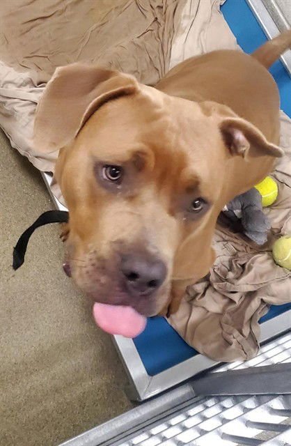 LLOYD - Pit Bull Terrier available for adoption