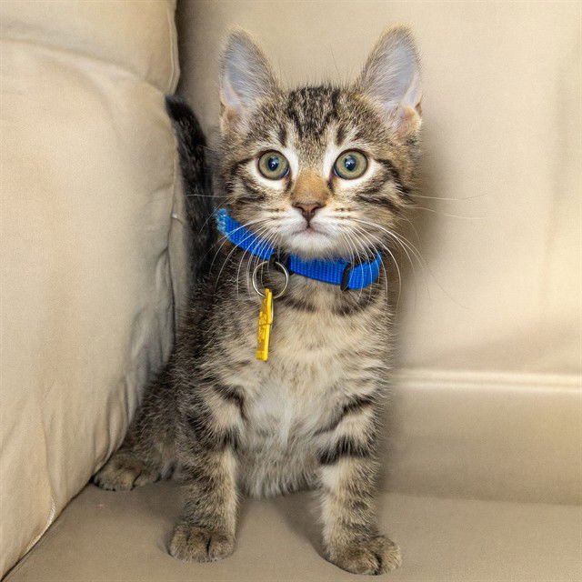 BLUEY - Domestic Short Hair available for adoption