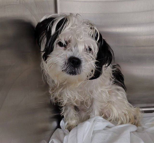 DIOR - Shih Tzu available for adoption