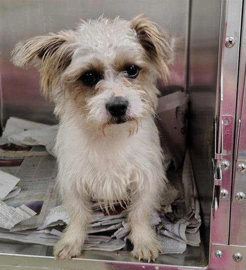 FENTON - Cairn Terrier available for adoption