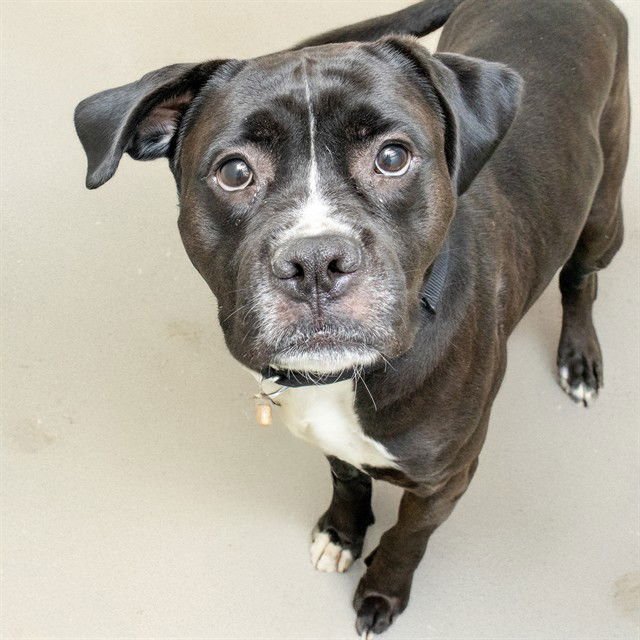 LEEBO - Boxer / Pit Bull Terrier available for adoption