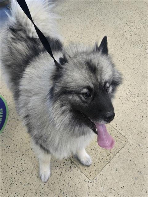 HUSH PUPPY - Keeshond available for adoption