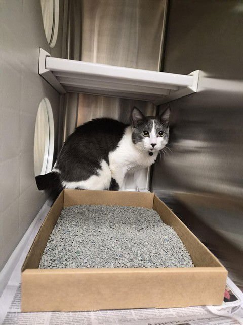 MILO - Domestic Short Hair available for adoption