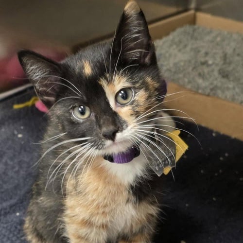BONNIE - Domestic Short Hair available for adoption
