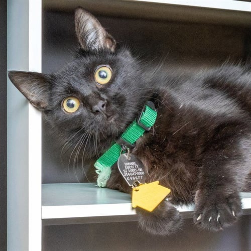 EDDIE WINSTON - Domestic Short Hair available for adoption