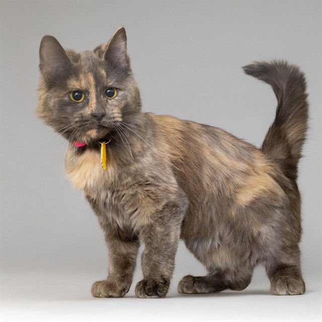 BELLA - Domestic Medium Hair available for adoption