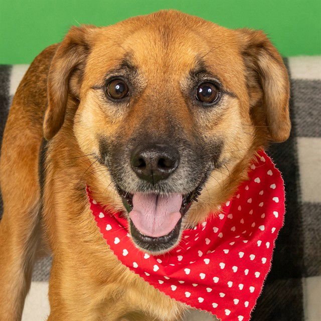 NALA - Australian Cattle Dog/Blue Heeler available for adoption