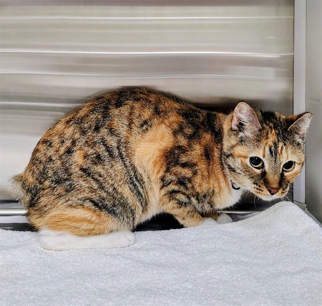 FIONA - Manx available for adoption