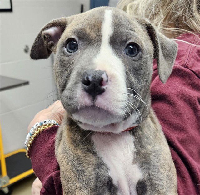 PINK - Pit Bull Terrier available for adoption