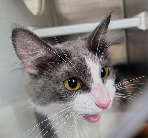 ABIGAIL - Domestic Medium Hair available for adoption