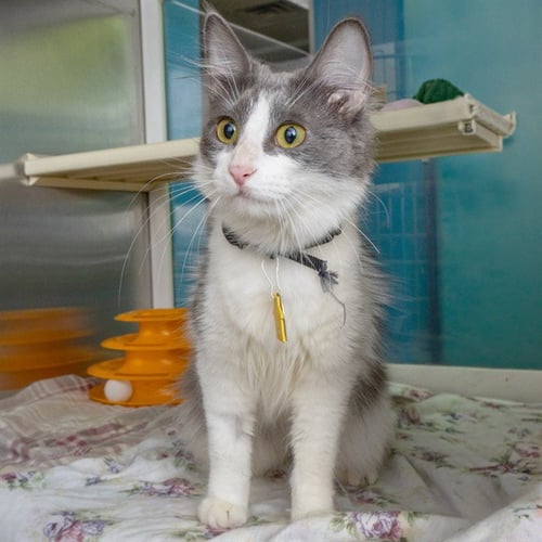 ABIGAIL - Domestic Medium Hair for adoption in St. Louis