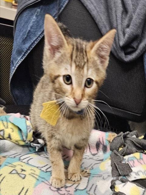 TI - Domestic Short Hair available for adoption