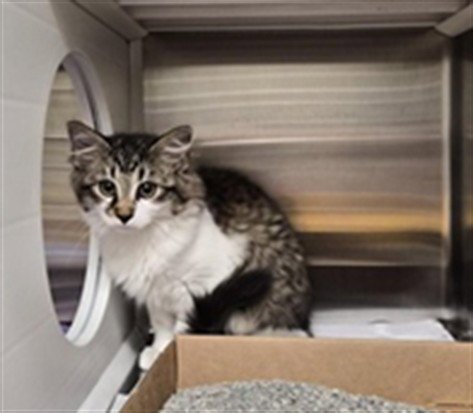 COTTON - Domestic Long Hair for adoption in St. Louis