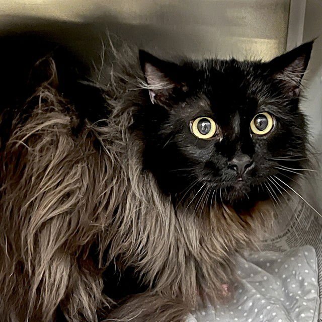 ELTON - Domestic Long Hair available for adoption