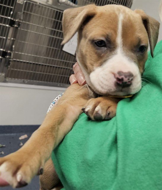 JELLY - Pit Bull Terrier available for adoption