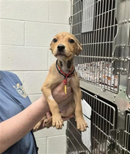 TULIPS - Siberian Husky / Doberman Pinscher available for adoption