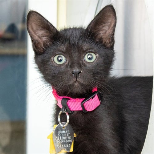 CROW - Domestic Short Hair available for adoption