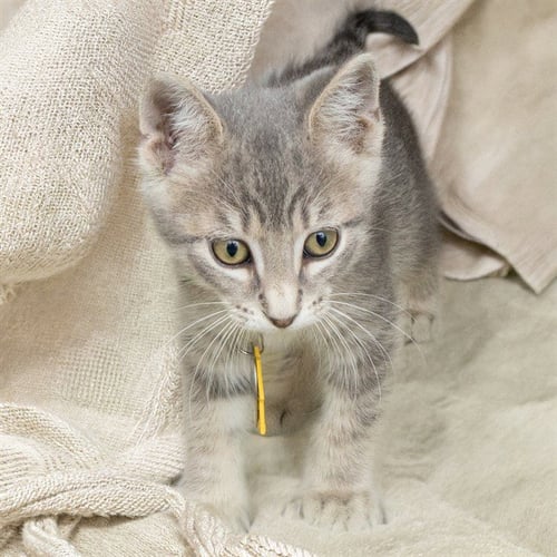 ASH - Domestic Short Hair available for adoption